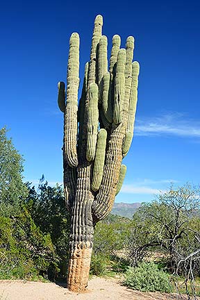 McDowell Mountain Regional Park, February 12, 2015